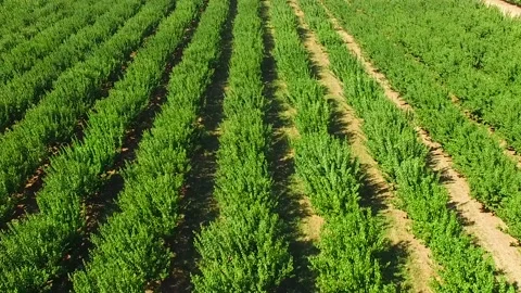 Green trees on the farm. Slow motion. Stock-Footage 88509504