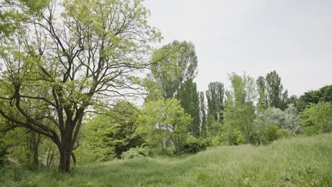 Green Trees in the Field Stock Footage 300490104