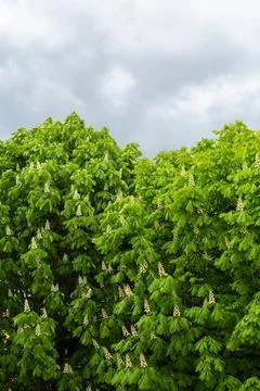 Green trees with flowers under cloudy sky in a natural setting during the d.. 写真素材