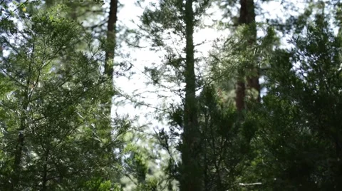 Green trees Stock Footage 50805914