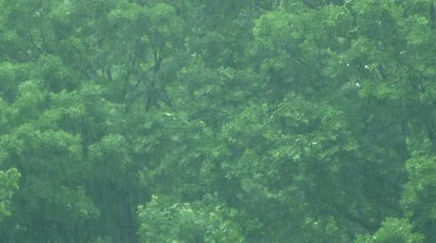 Green Trees Видео 50941946