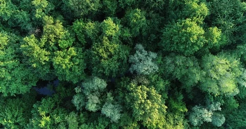 Green trees Stock Footage 108105544