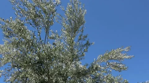 Green trees Stock Footage 139006912