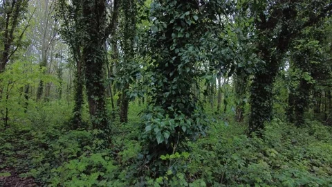 Green trees Stock Footage 153232595