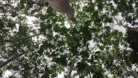 The Green Up Of The Tree's Stock Footage 220887163