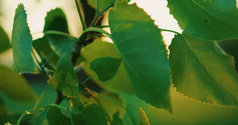 Green Trees Stock Footage 319719245