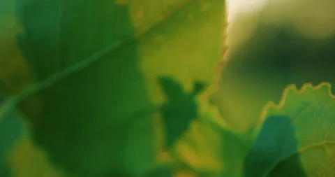 Green Trees Stock Footage 319719261