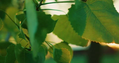 Green Trees Stock Footage 319719313