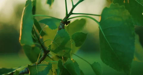 Green Trees Stock Footage 319719321