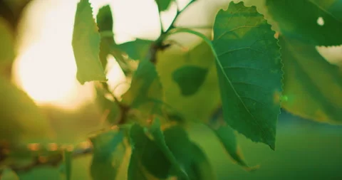 Green Trees Stock Footage 319719324