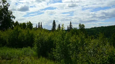 Green Trees in Foreground and Distance, Locked, Wide Stock Footage 33526898