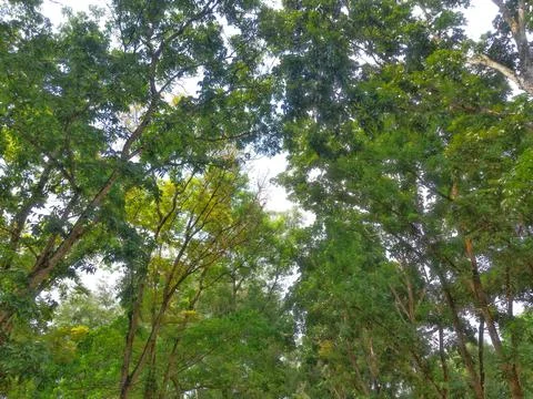 Green trees in the fores Stock Photos