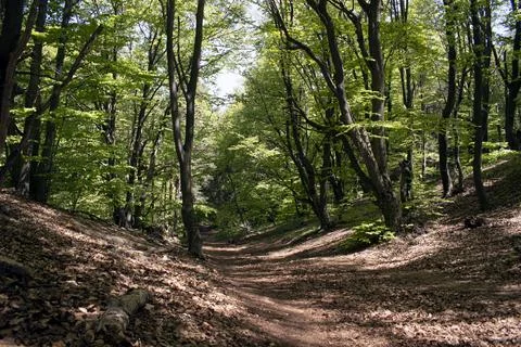 Green trees forest canopy over a soft brown leaf forest floor, light seepin.. Stock Photos