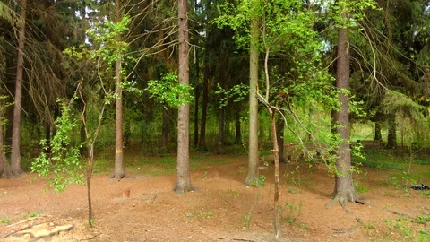 Green trees in the forest. Drone take off Video stock 129815483
