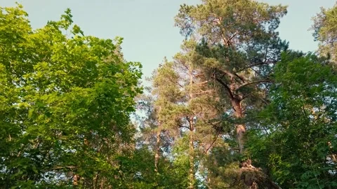 Green trees in the forest during summer time in Russia Stock Footage 154157811