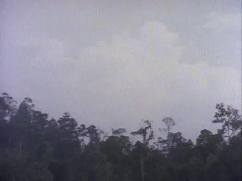 Green trees in forest during sunset Stock Footage 79882652