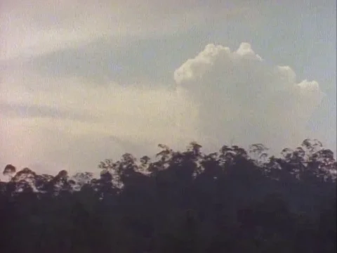 Green trees in forest during sunset Video stock 79882768