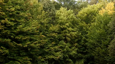 Green Trees in the Forest Video stock 56444962