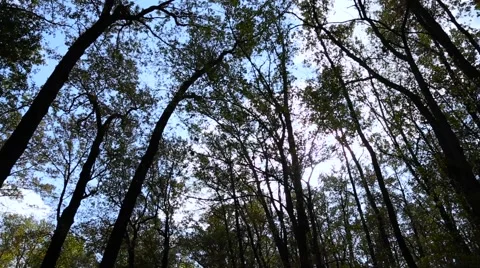 Green trees in the forest Stock Footage 62505290