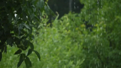 Green trees in the forest Video stock 83138154