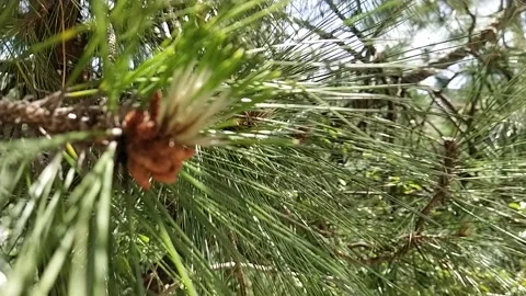 Green trees forest Stock Footage 240933552