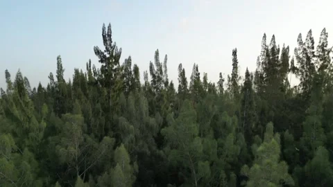 Green trees on the forest 스톡 동영상 246832209