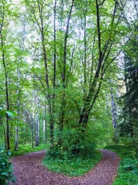The green of the trees in the forest formed by paths. 스톡 사진