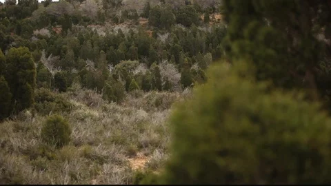 Green trees forest in the mountain with windy weather and focus change Stock Footage 122391655