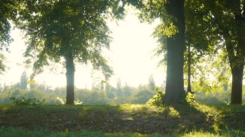 Green trees in the forest park on a background of blue sky Stock Footage 68209799