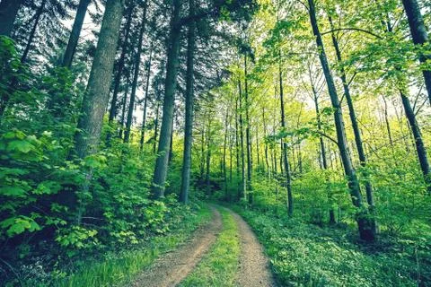 Green trees by a forest path Stock Photos