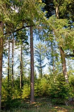 Green trees in the forest Stock Photos