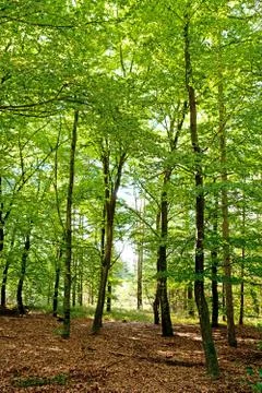 Green trees in the forest Stock Photos