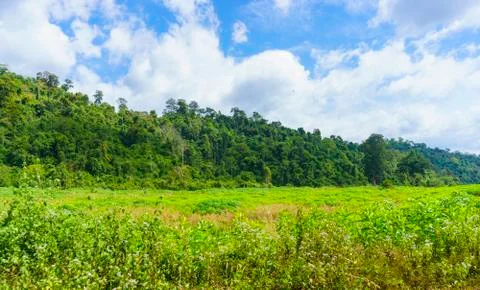 Green trees in forest Stock Photos