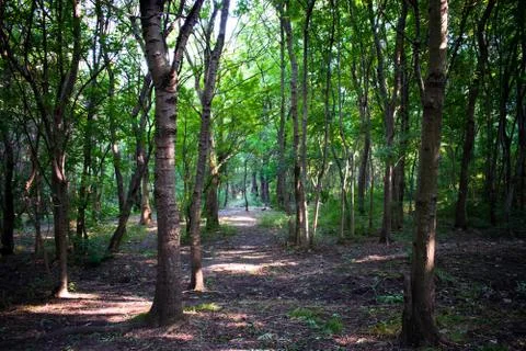Green trees in the forest Stockfoto's