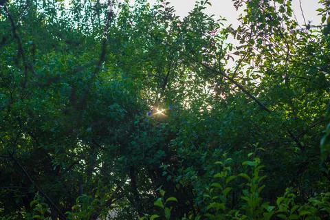 Green trees in the forest Stock Photos