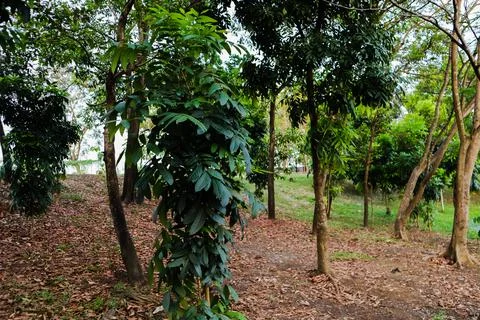Green trees in the forest 스톡 사진