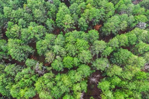 Green trees in forest Stock Photos