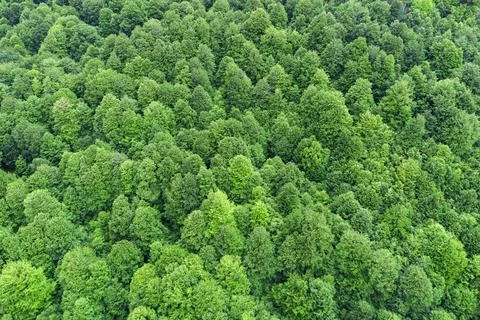 Green trees in forest Stock Photos