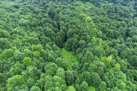 Green trees in forest Stock Photos