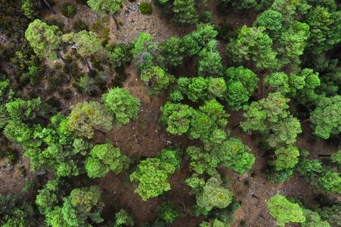 Green trees in forest Stock Photos