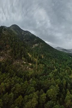 Green trees in forest Stock Photos