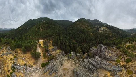 Green trees in forest Stock Photos