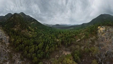 Green trees in forest Stock Photos