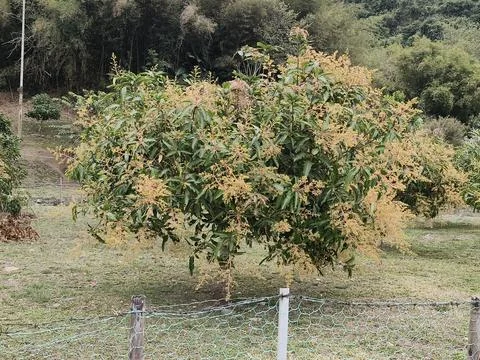 Green trees in the forest Stock Photos