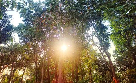 Green trees in the forest Stock-Fotos