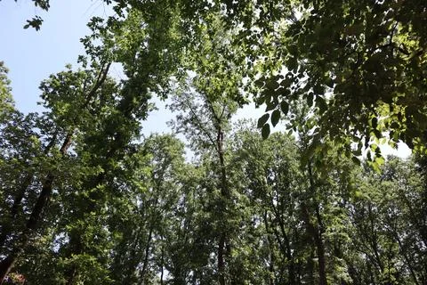 Green trees in the forest Stock Photos