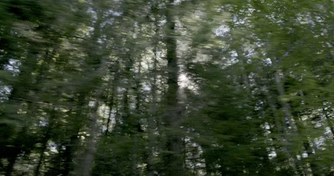 Green trees in the forest seen through a vehicle passing by Stock Footage 145279831