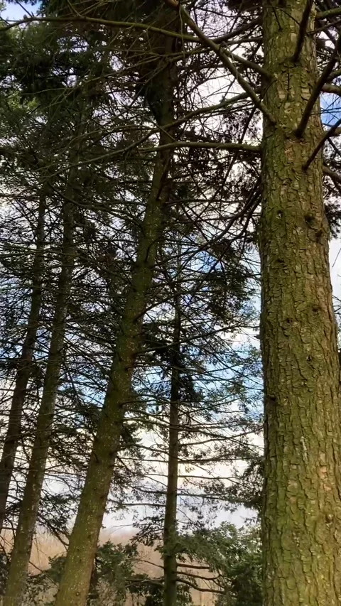 Green trees in forest, spring time Stock Footage 273864511