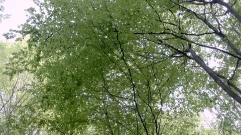 Green trees in the forest in summer. 库存影片 163670932
