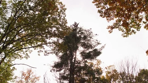 Green trees in the forest on a sunny day Stock Footage 100034961